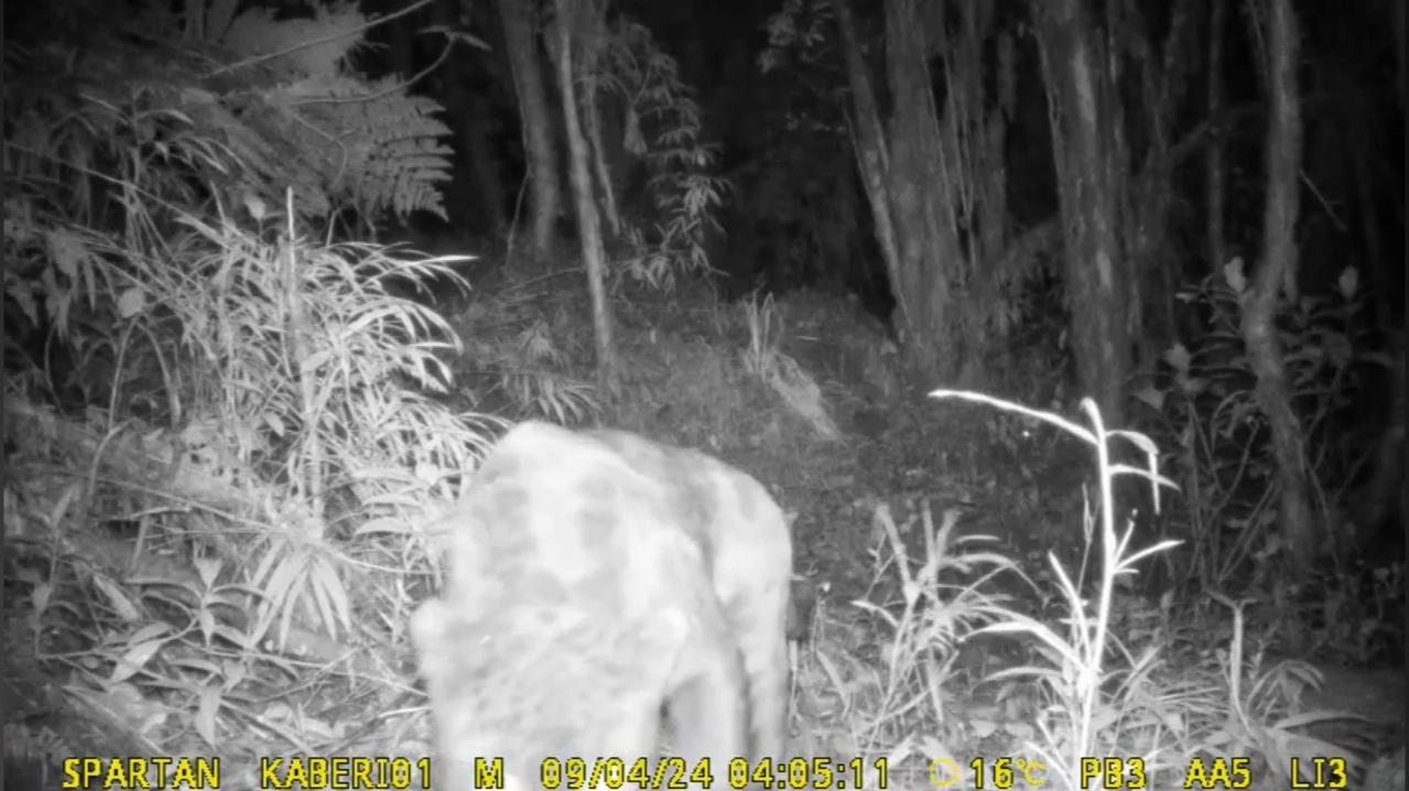 Night-time camera-trap image of a large mammal viewed from behind among forest grasses at Queverí
