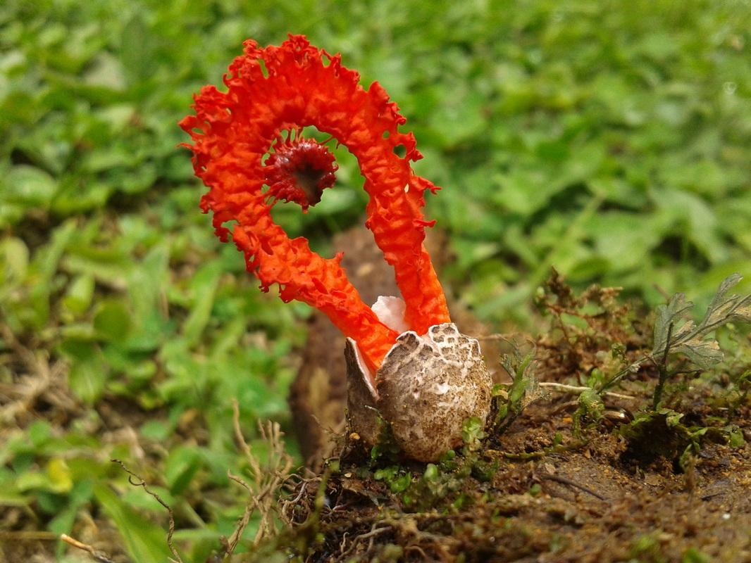 Gros plan d’une structure rouge courbée émergeant d’une base pâle parmi la mousse et les feuilles mortes à Queverí