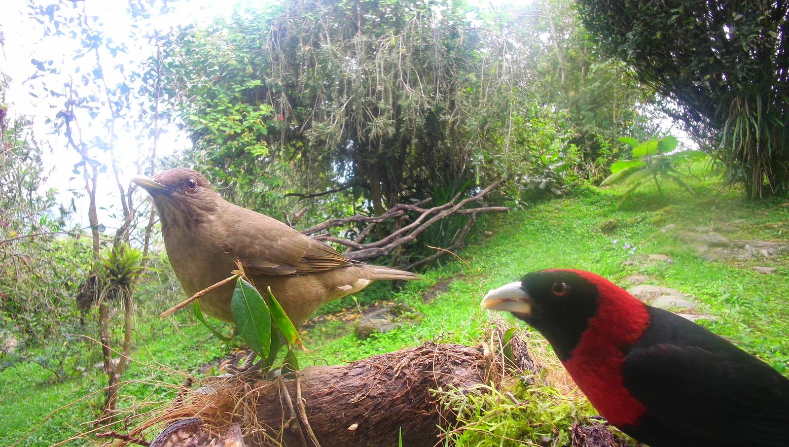 Two birds, one brown and one red and black, beside a fallen log at Queverí