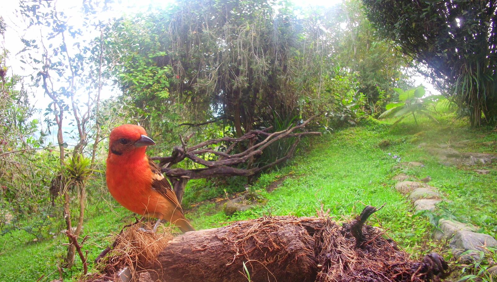 Oiseau rouge et noir perché sur un tronc tombé près d’une clairière herbeuse à Queverí