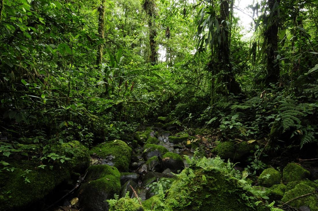 Montagnes boisées de la vallée d’Orosi vues depuis Finca Queverí